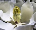 Λουλούδι Μανόλια